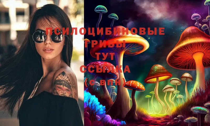 Псилоцибиновые грибы Psilocybine cubensis  Арск 